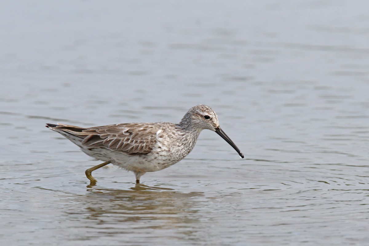 Stilt Sandpiper - ML56399081