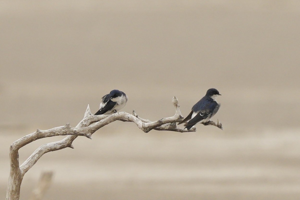 Chilean Swallow - ML563991031