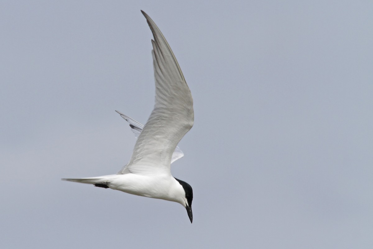 Gull-billed Tern - ML56399121