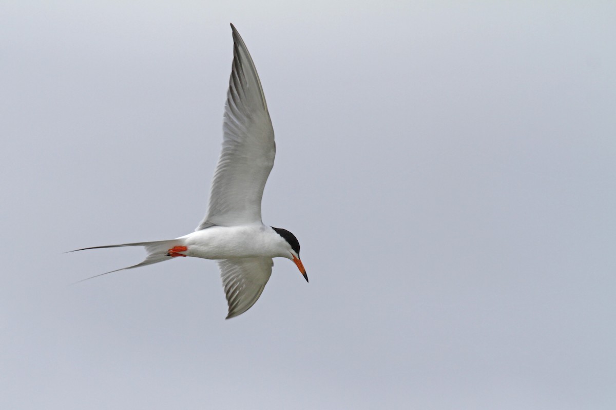 Forster's Tern - ML56399131