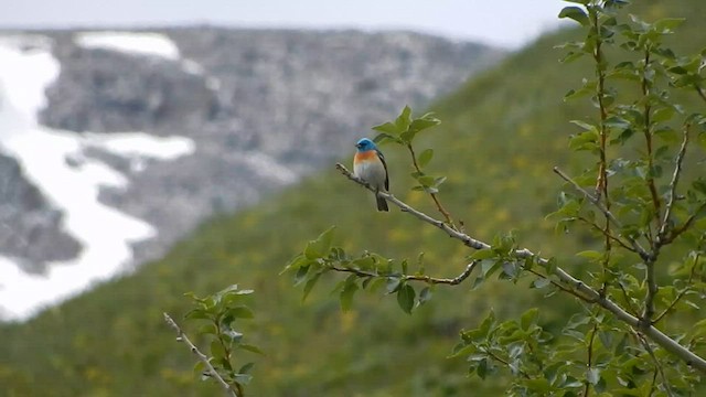 Lazuli Bunting - ML563991351