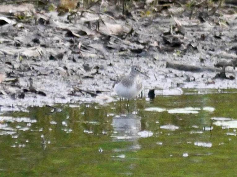 Solitary Sandpiper - ML563994531