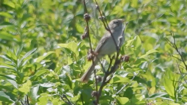 Brewer's Sparrow - ML563994921