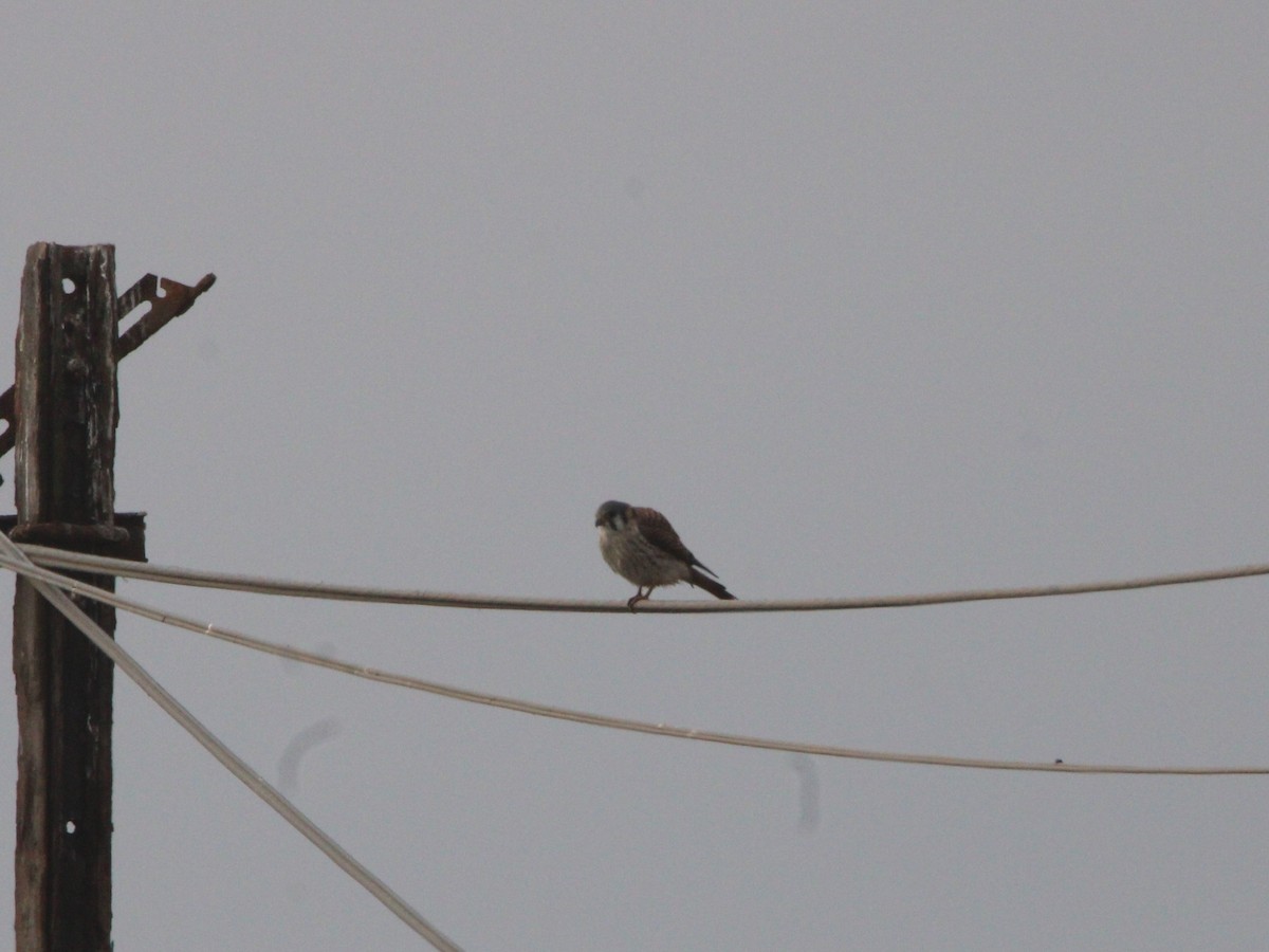 American Kestrel - ML563995391