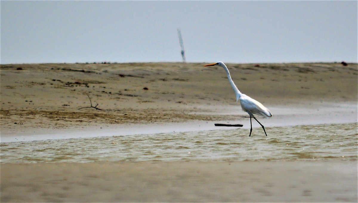 Medium Egret - ML56399601