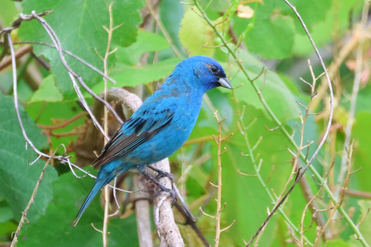 Indigo Bunting - ML563996141