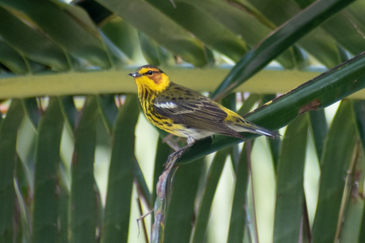 Cape May Warbler - ML563996981