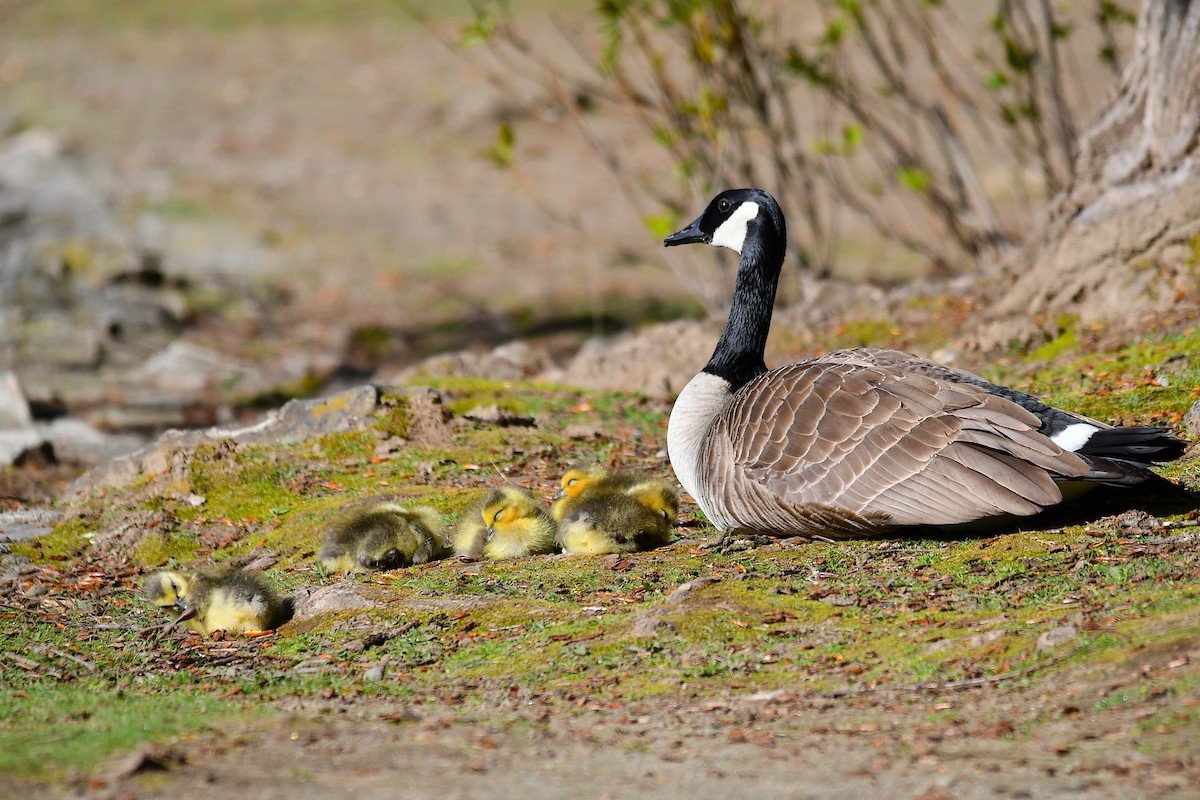 Canada Goose - ML563998061