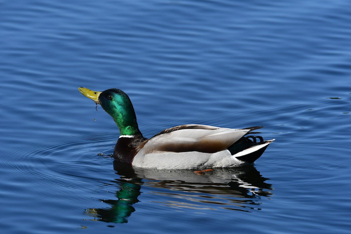 Mallard - ML563998131