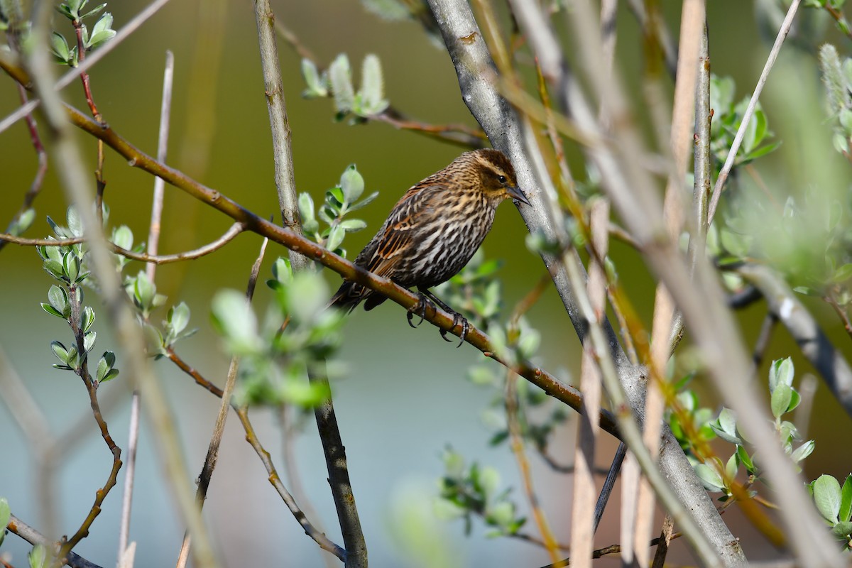 Red-winged Blackbird - ML563998541