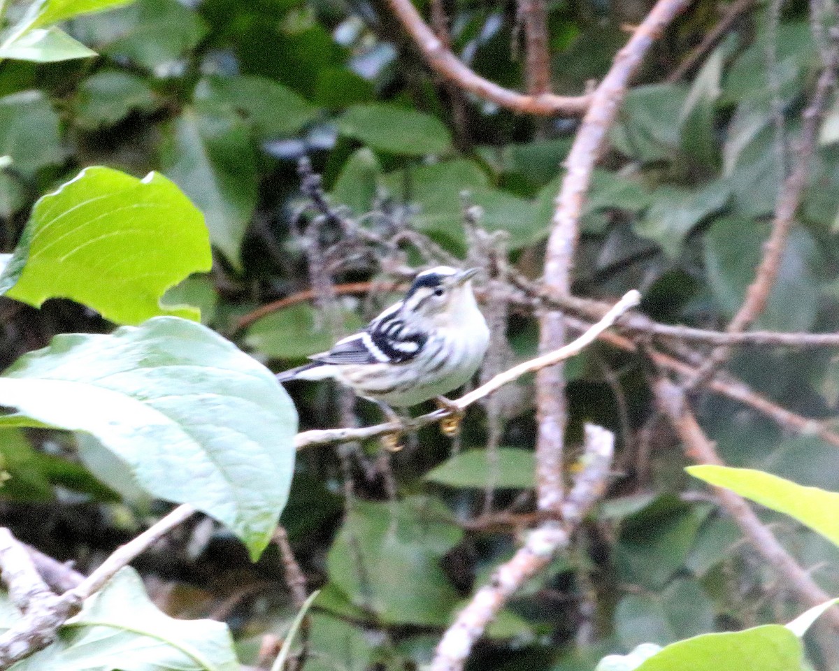 Black-and-white Warbler - ML563998951