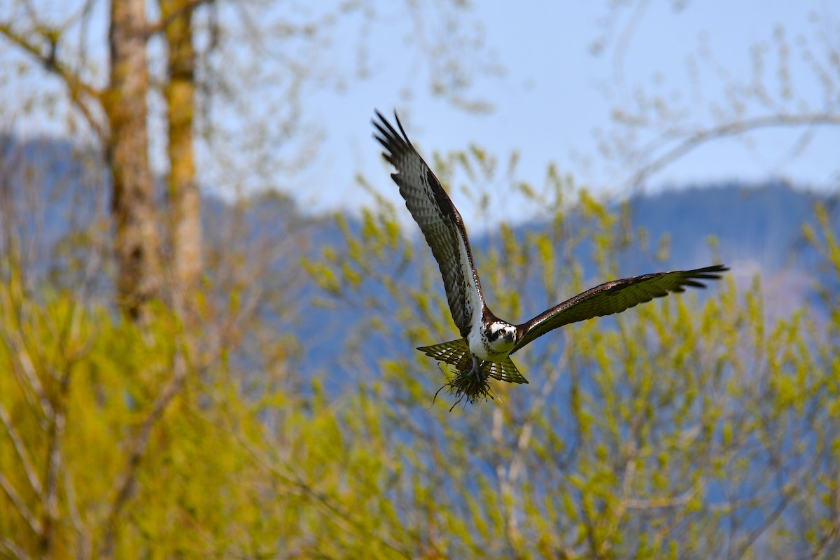 Osprey - ML563999071