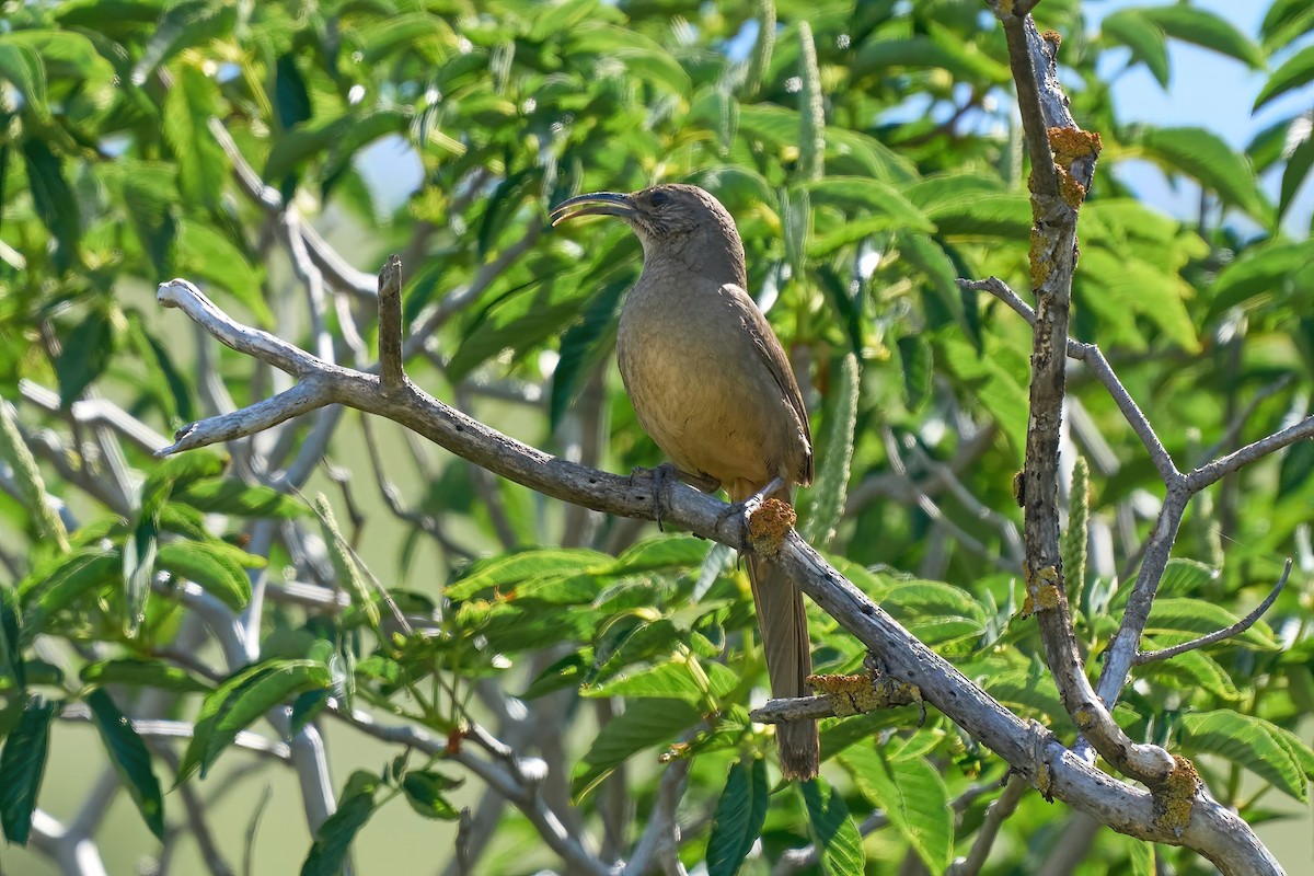 California Thrasher - ML563999691