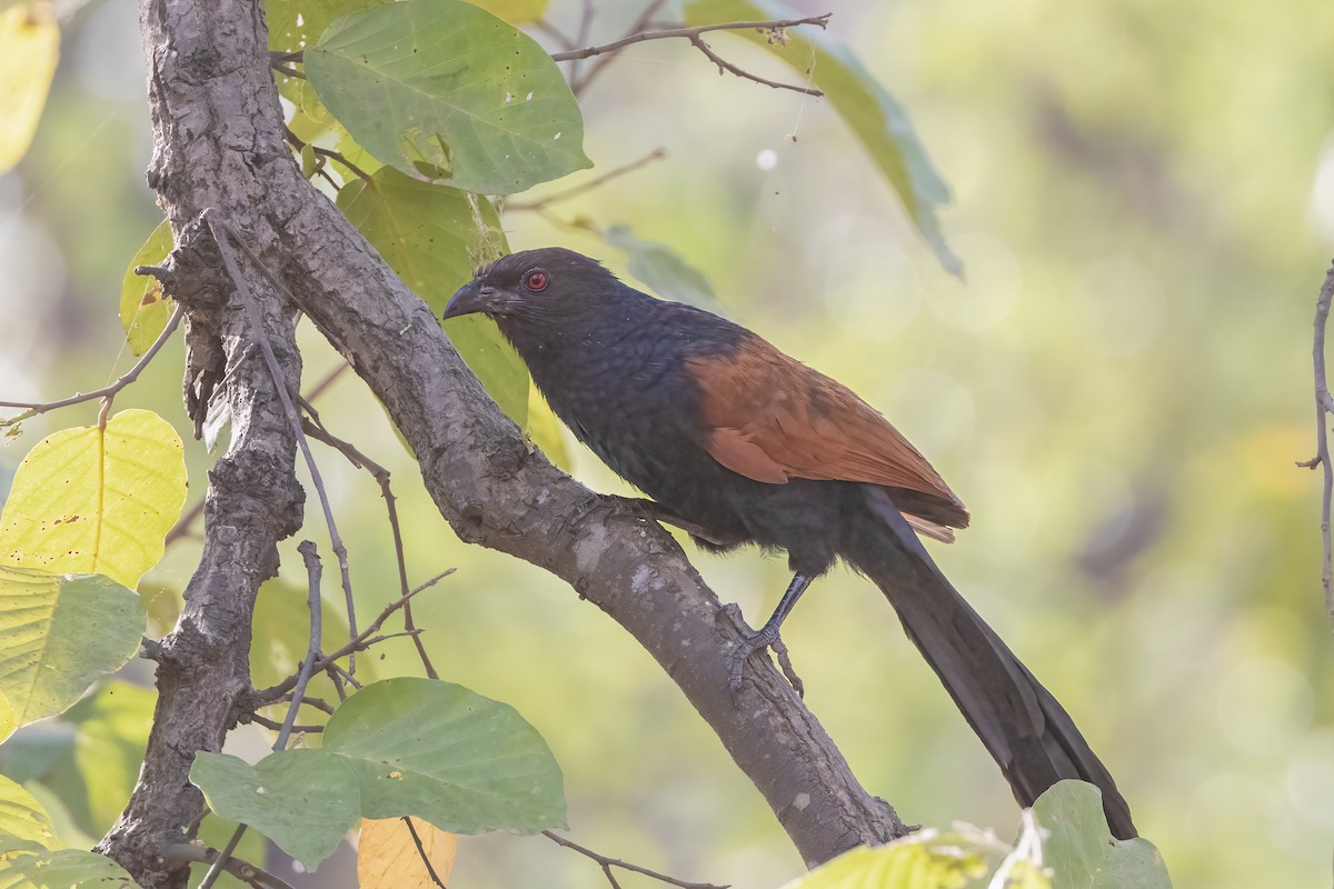 Greater Coucal - ML564000681