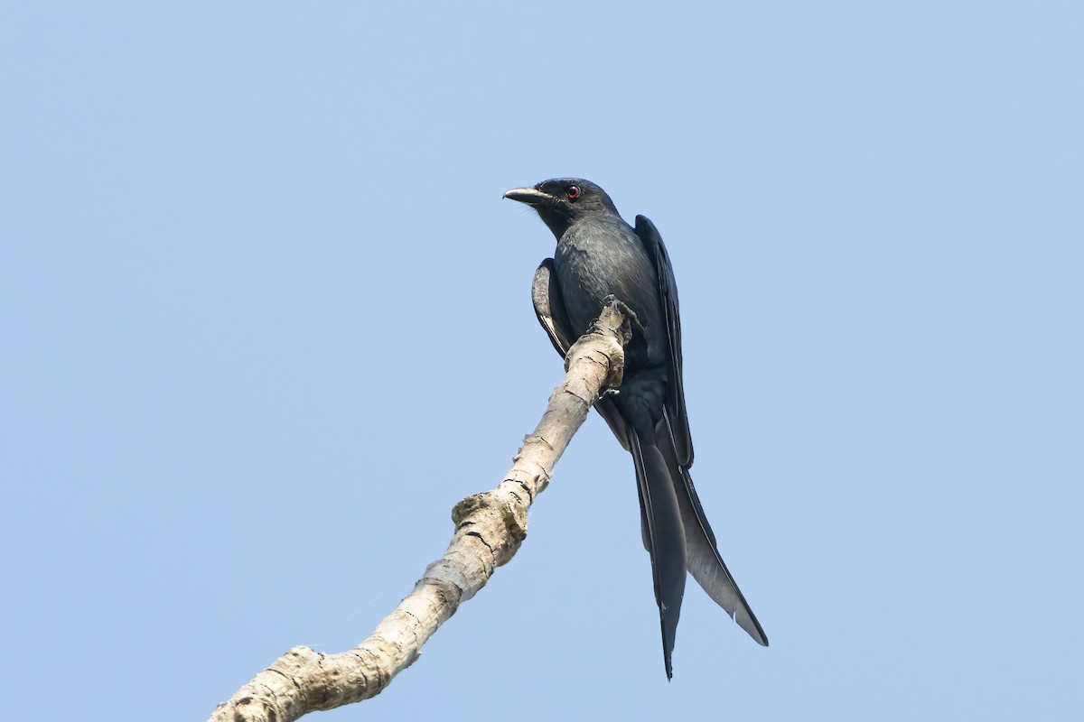 Black Drongo - ML564001371