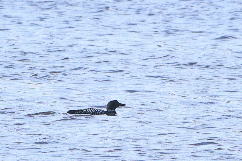 Common Loon - Gang Wu