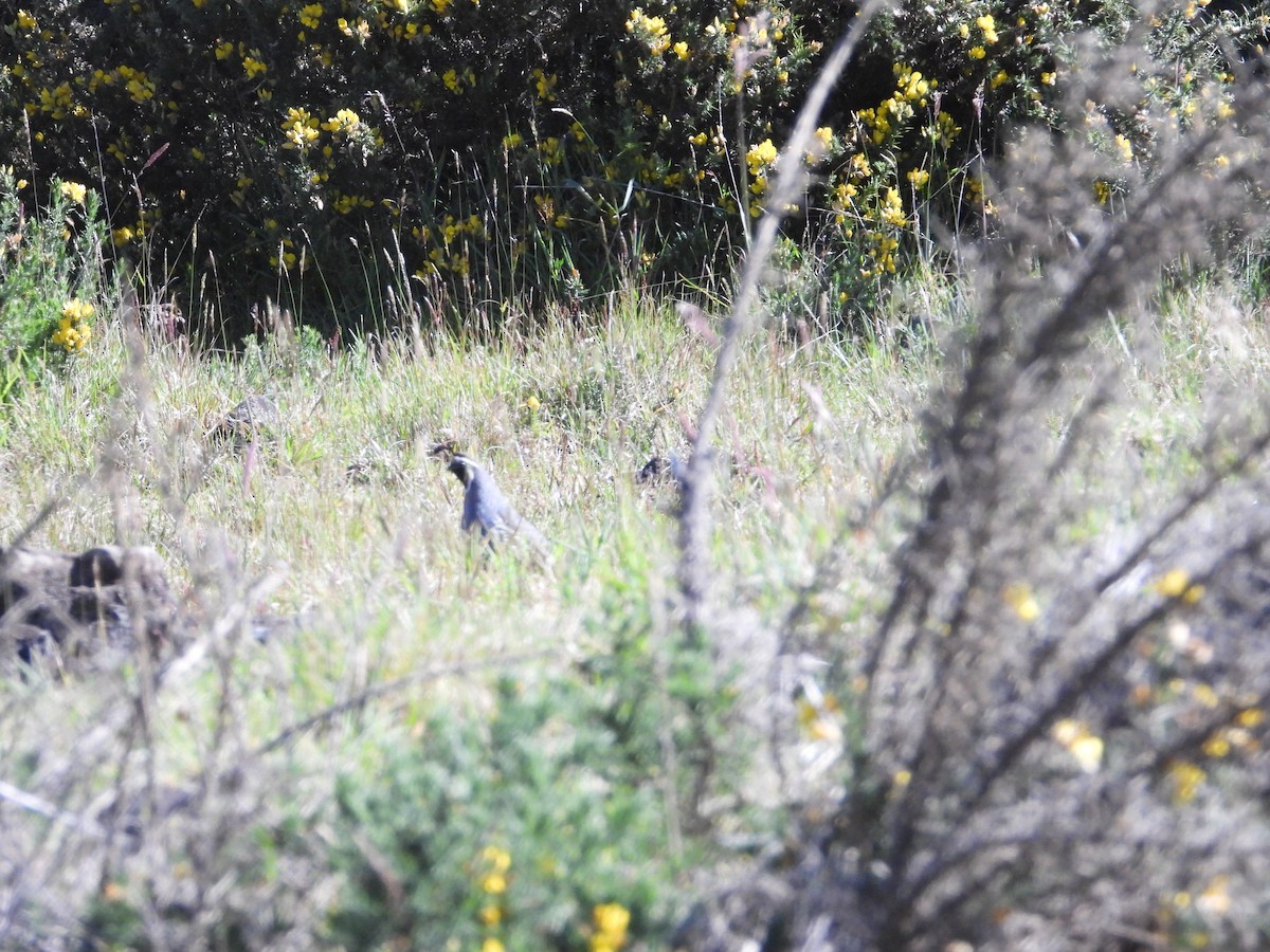 California Quail - ML564002601