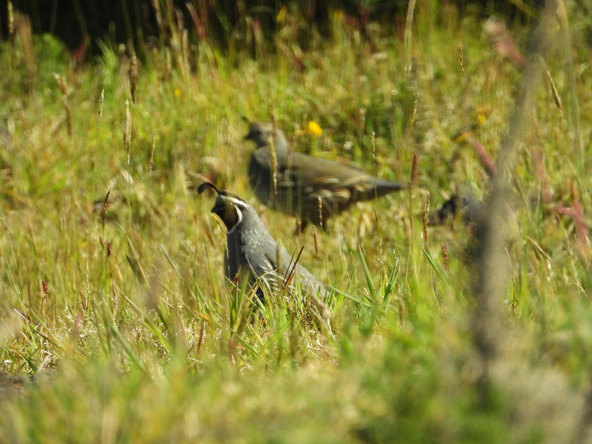 California Quail - ML564002621