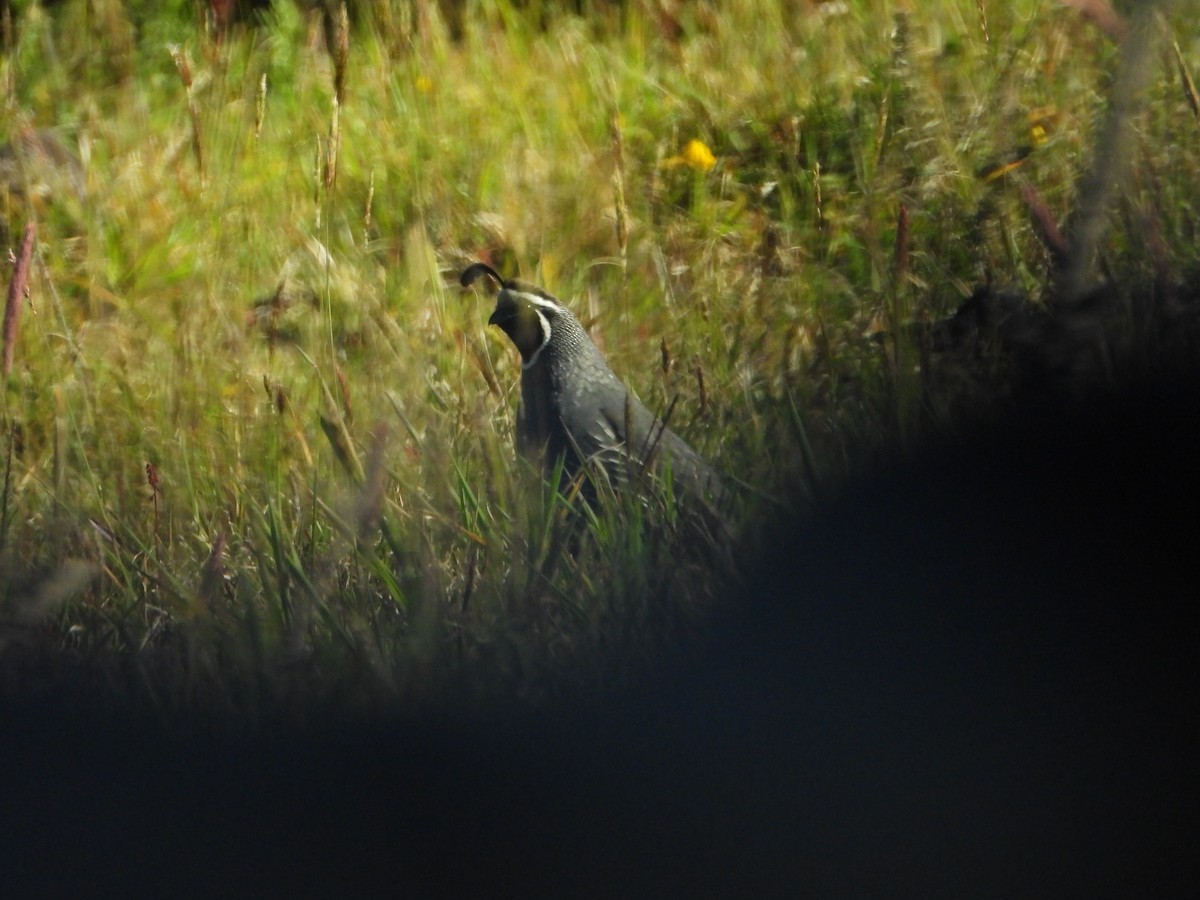 California Quail - ML564002641