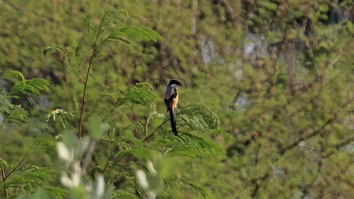 Long-tailed Shrike - ML564002951