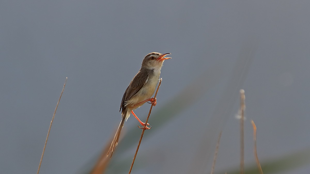 Plain Prinia - ML564003071