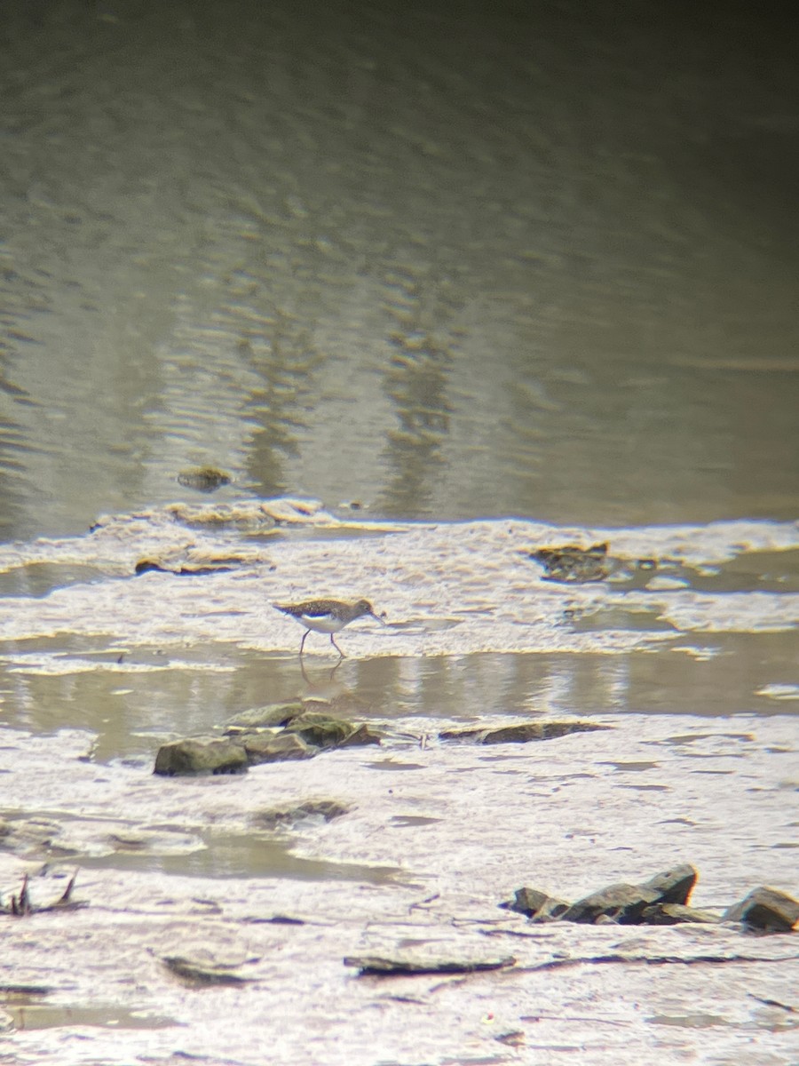 Solitary Sandpiper - ML564003381