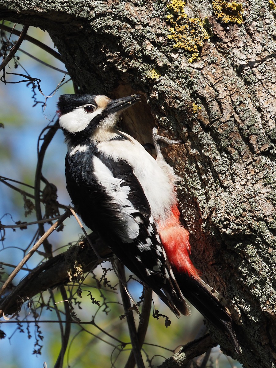 Great Spotted Woodpecker - ML564003611