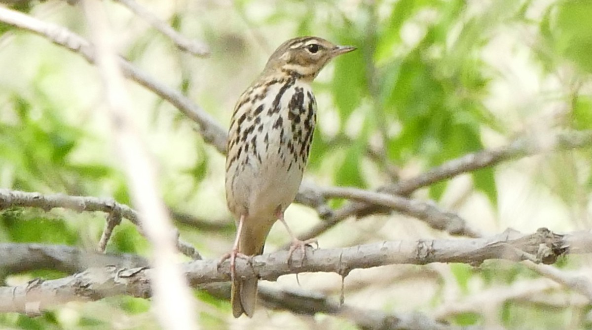 Olive-backed Pipit - ML56400371