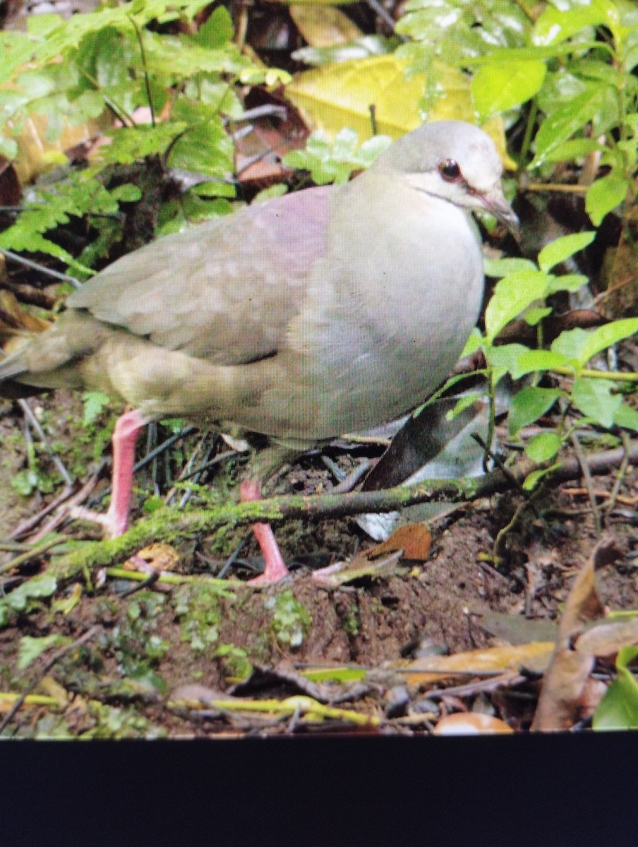 Purplish-backed Quail-Dove - Luis Barrantes Rodriguez