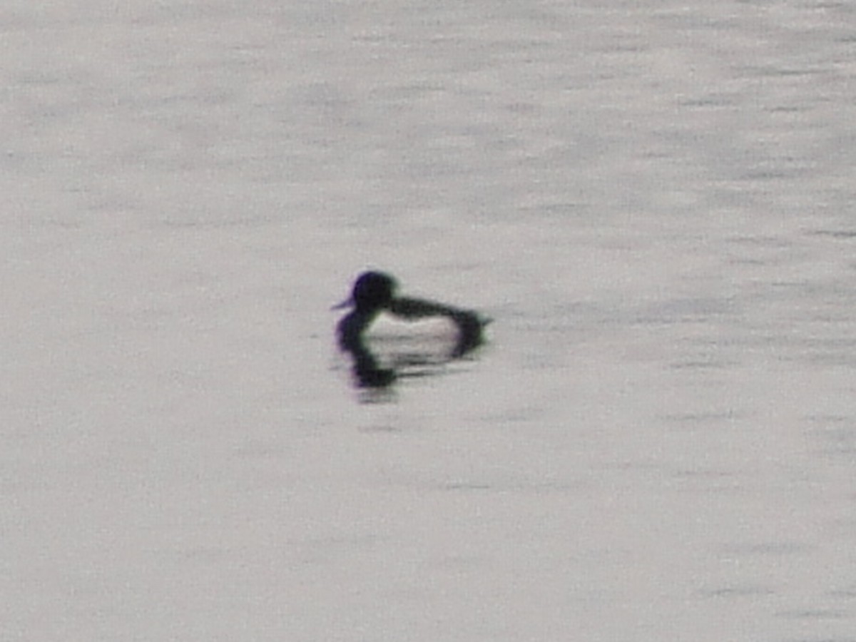 Tufted Duck - John Shamgochian