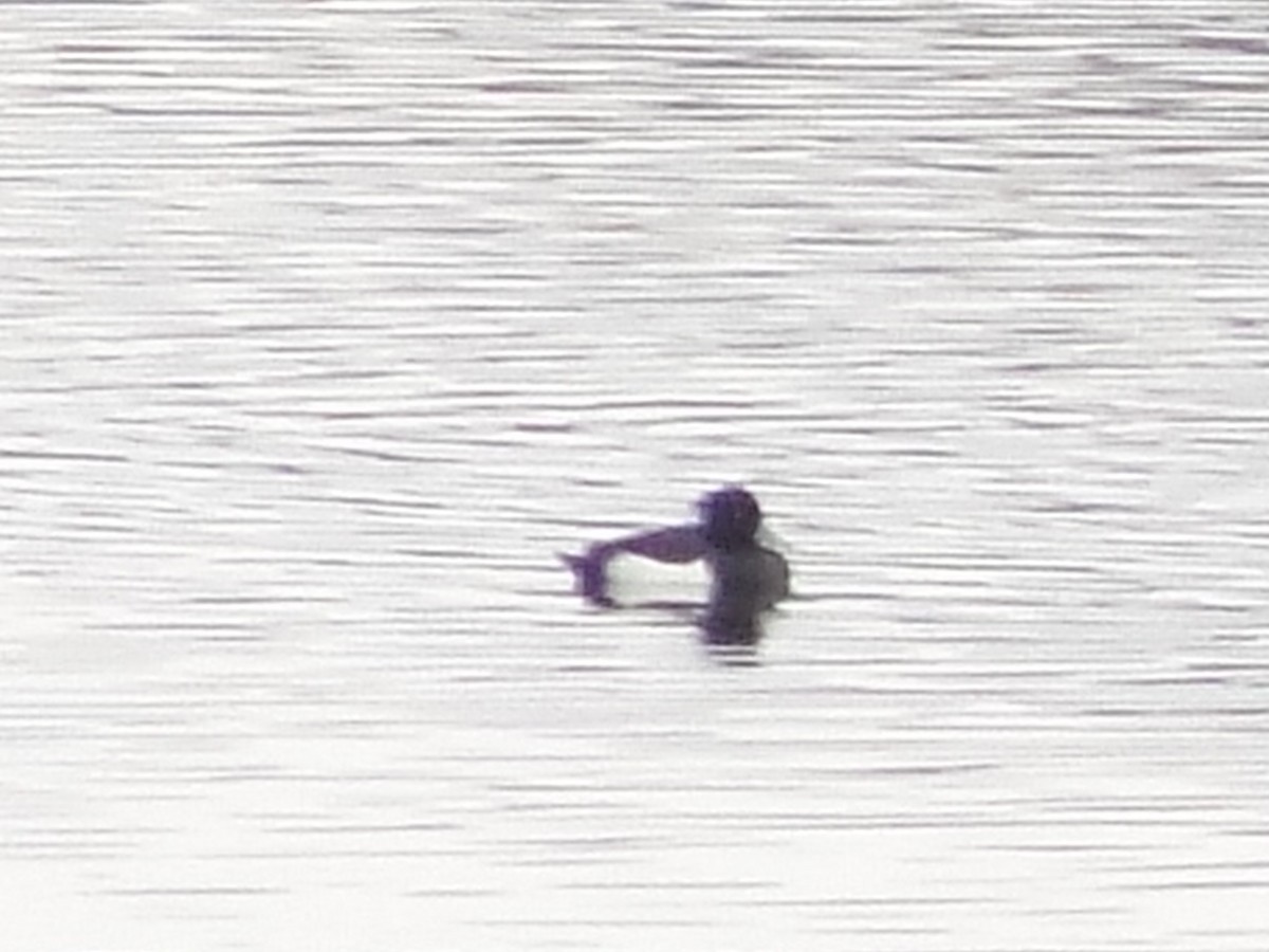 Tufted Duck - John Shamgochian