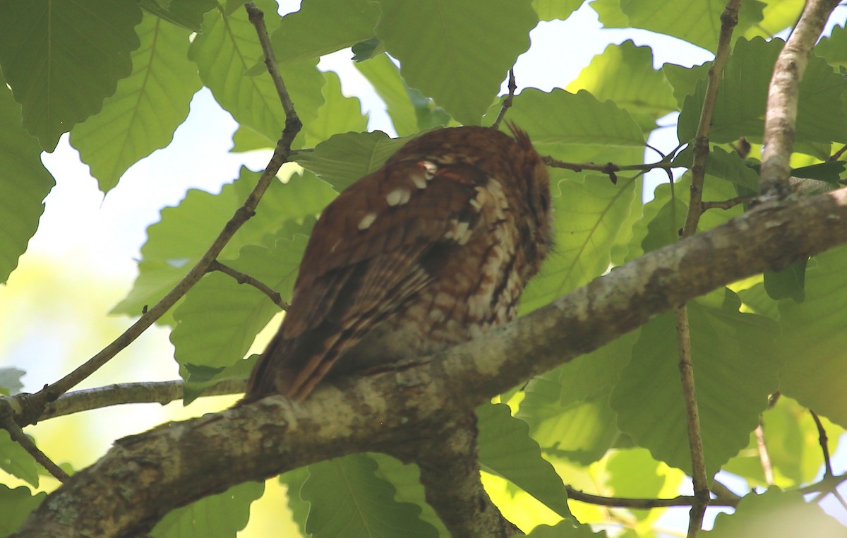 Eastern Screech-Owl - Lisa Rose