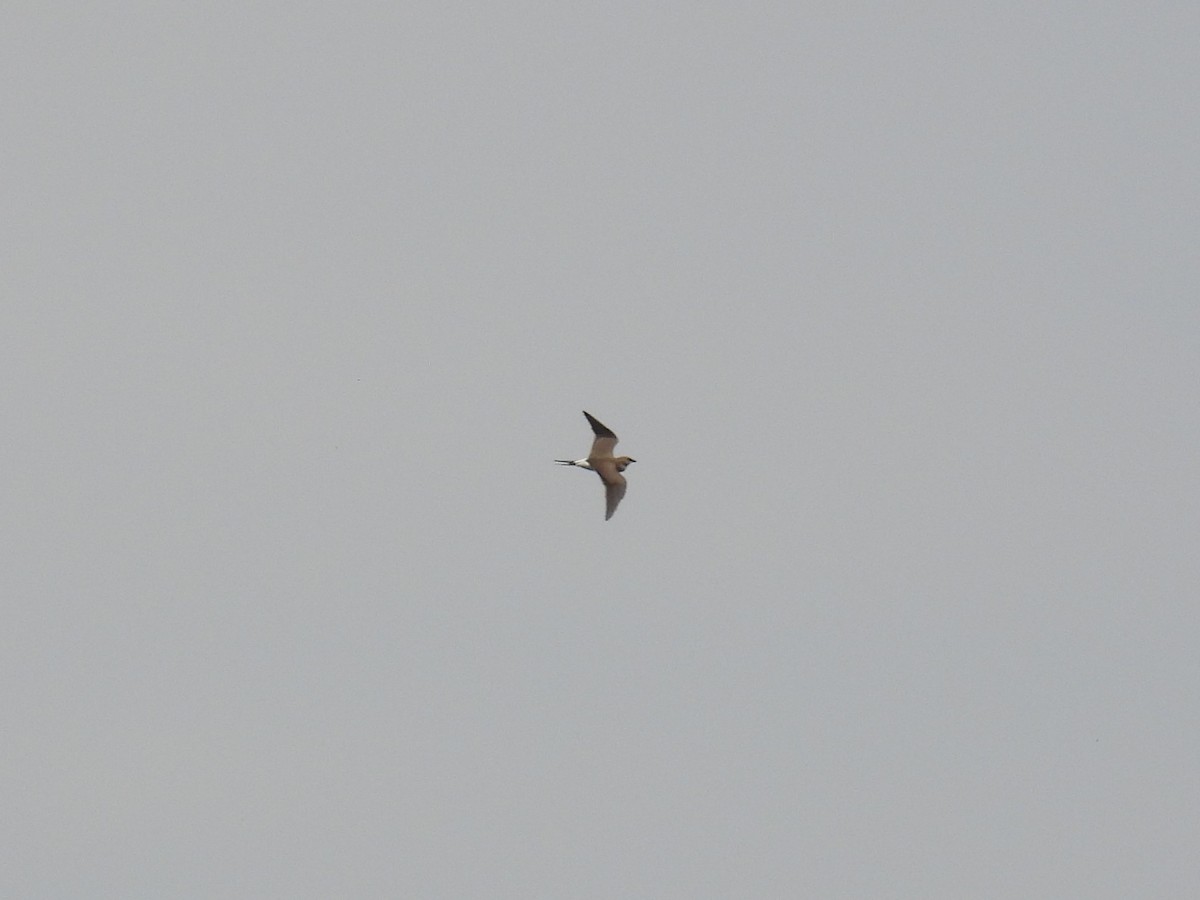 Collared Pratincole - ML564006261