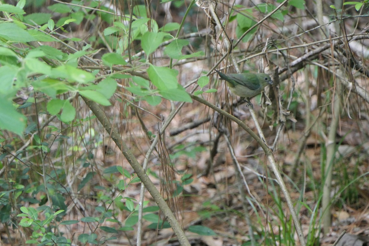 Painted Bunting - ML564007661