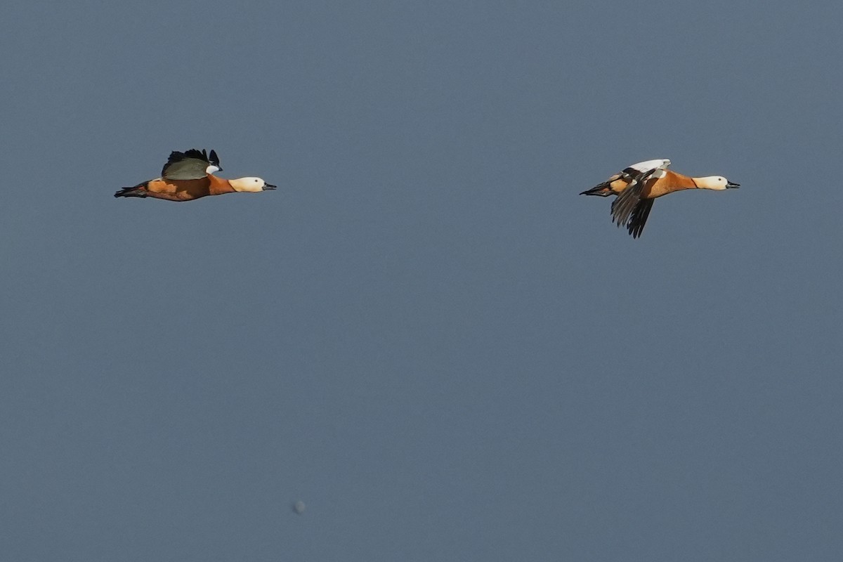 Ruddy Shelduck - ML564008411