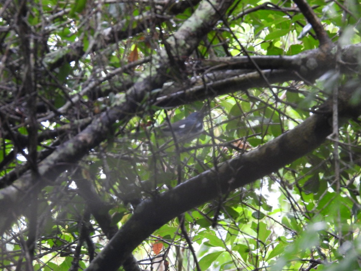 Black-throated Blue Warbler - ML564008541