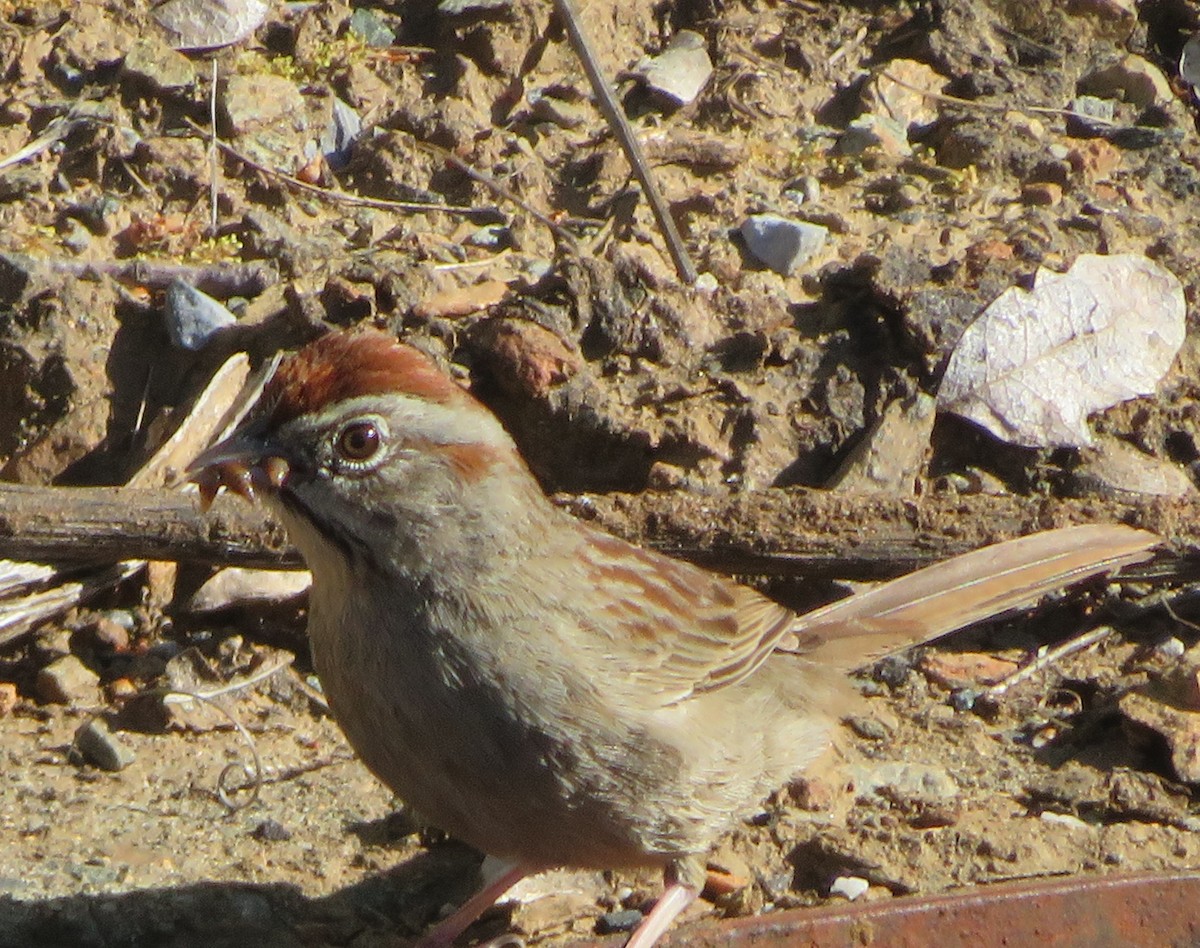 Rufous-crowned Sparrow - ML564008641