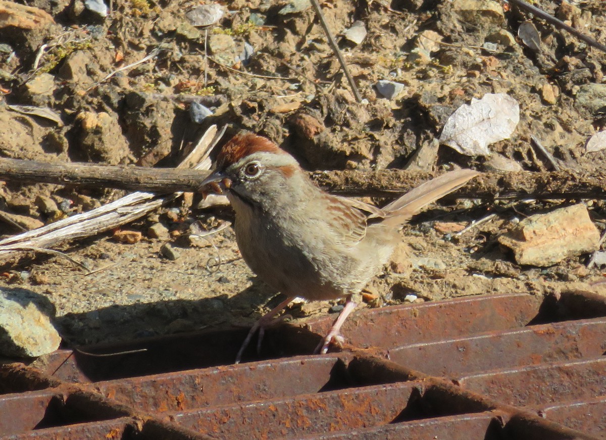Rufous-crowned Sparrow - ML564008881