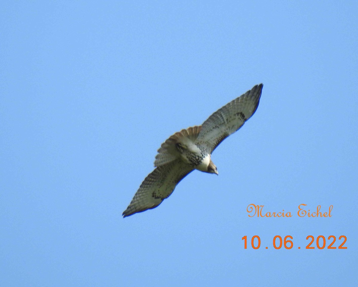 Red-tailed Hawk - Marcia Eichel