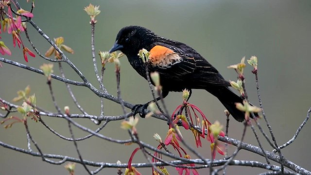 Red-winged Blackbird - ML564010771
