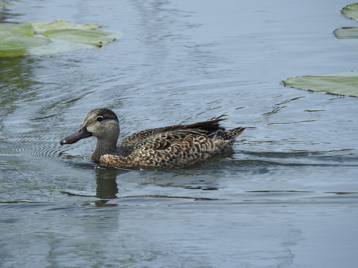 Blue-winged Teal - ML564011021