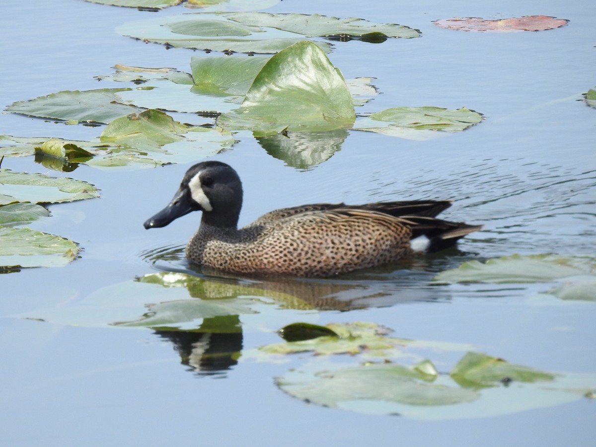 Blue-winged Teal - ML564011031