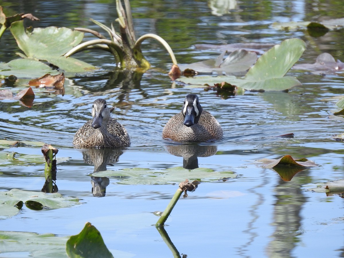 Blue-winged Teal - ML564011041