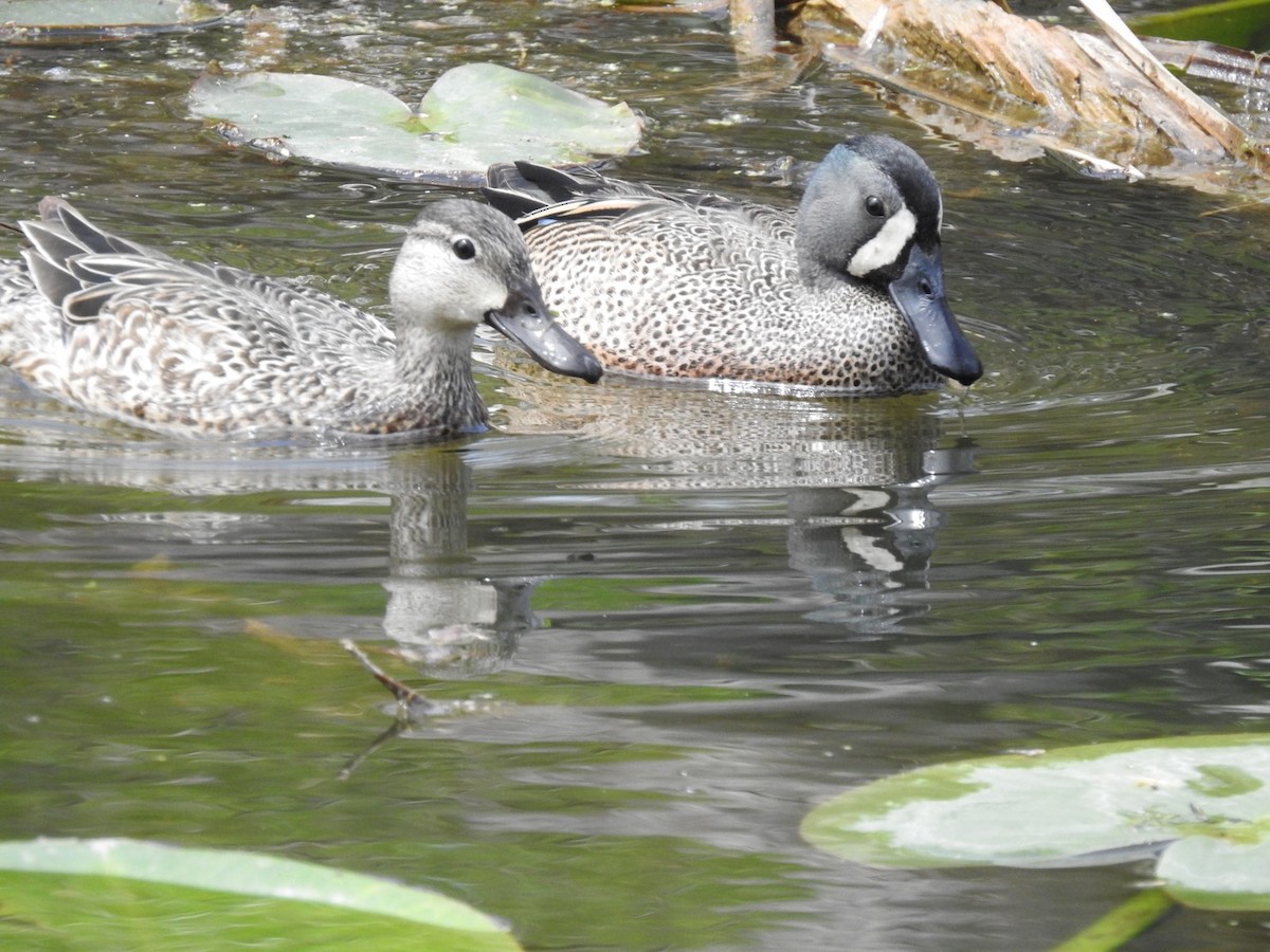 Blue-winged Teal - ML564011051