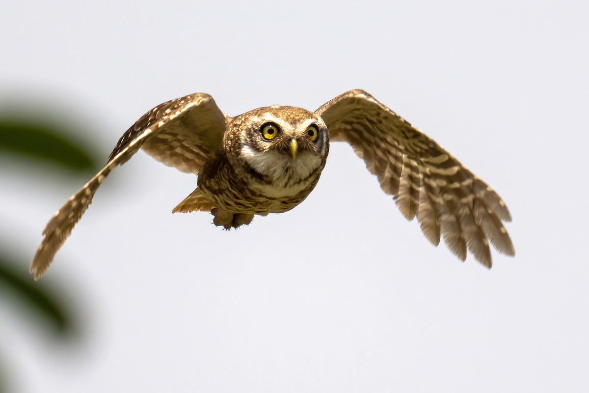 Spotted Owlet - ML564013201