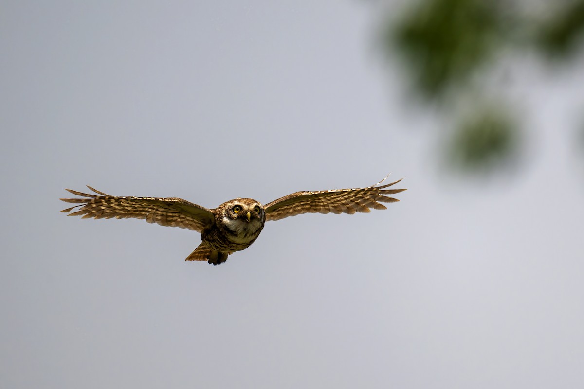 Spotted Owlet - ML564013261