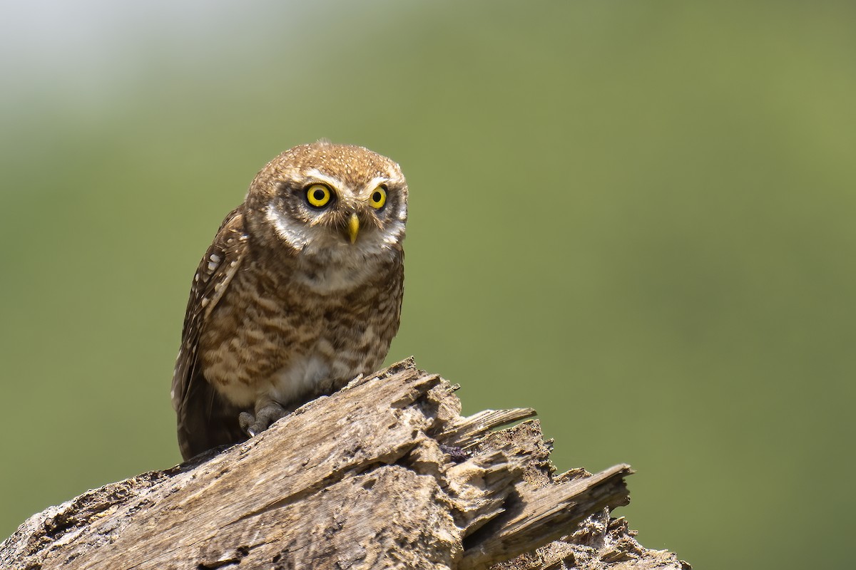Spotted Owlet - ML564013301