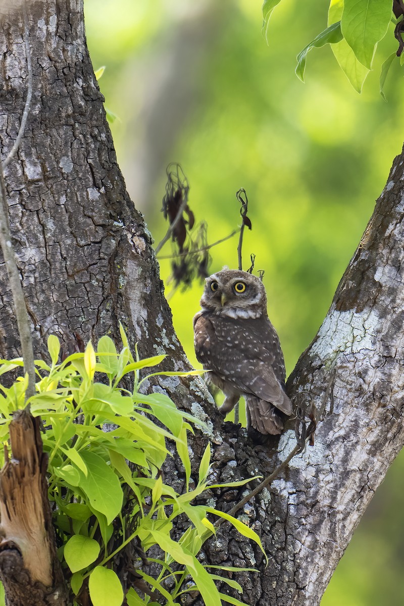 Spotted Owlet - ML564013321