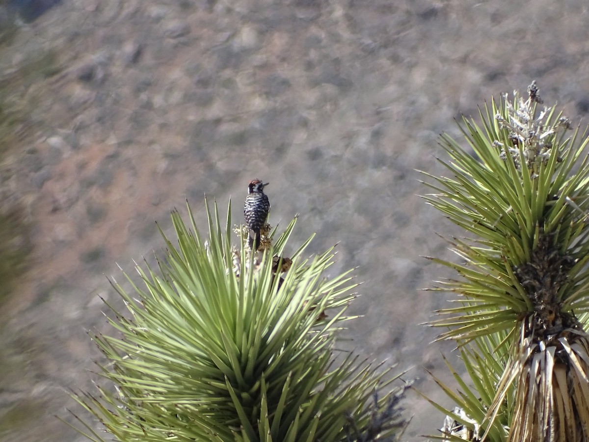 Ladder-backed Woodpecker - ML564013681