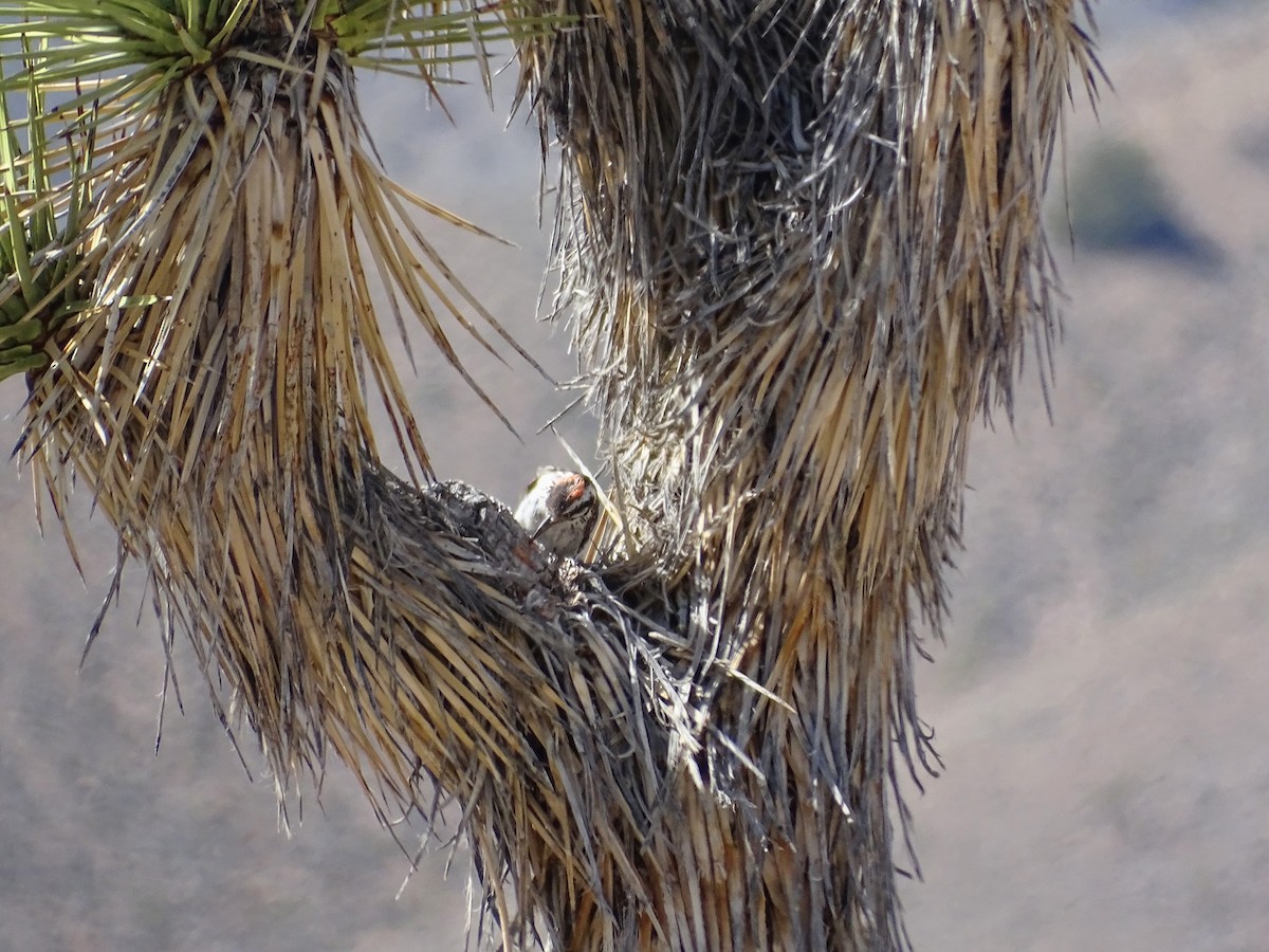 Ladder-backed Woodpecker - ML564013721